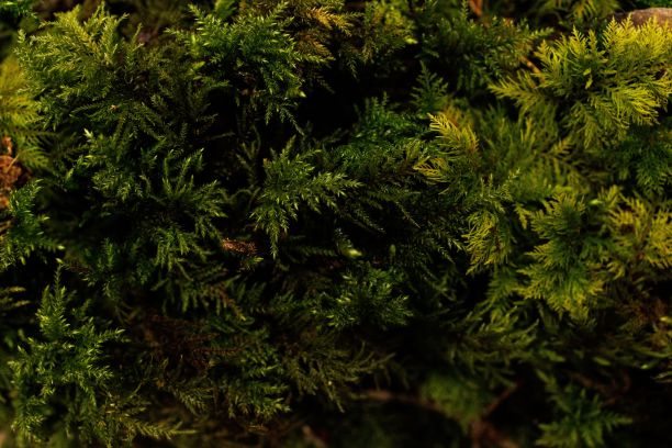 古老的常青树，树皮风化，部分覆盖着一层苔藓图片下载