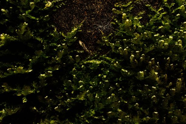 古老的常青树，树皮风化，部分覆盖着一层苔藓图片下载