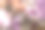 横幅。莫斯科的樱花。壁纸春天，自然。花园里的日本樱花。在日本花园的树木园里，树枝上盛开的花蕾。微距摄影。俄罗斯,Tsaritsyno。图片下载