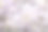 横幅。莫斯科的樱花。壁纸春天，自然。花园里的日本樱花。在日本花园的树木园里，树枝上盛开的花蕾。微距摄影。俄罗斯,Tsaritsyno。图片下载
