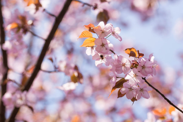 横幅。莫斯科的樱花。壁纸春天，自然。花园里的日本樱花。在日本花园的树木园里，树枝上盛开的花蕾。微距摄影。俄罗斯,Tsaritsyno。图片下载