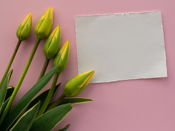郁金香花和白纸背景与复制空间图片下载