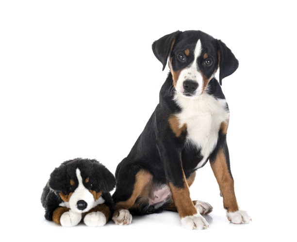 小狗阿彭策勒图片下载