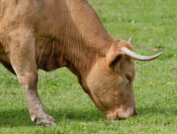 克罗地亚Lonjsko Polje自然公园，一只棕色的家牛在雷普斯尼察游客中心附近的牧场上吃草图片下载