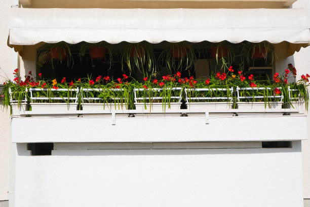 白色阳台背景花坛上的红色花朵的家庭园艺装饰图片下载