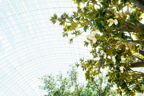 阳光明媚的日子里有玻璃屋顶，旁边有一棵树。图片下载
