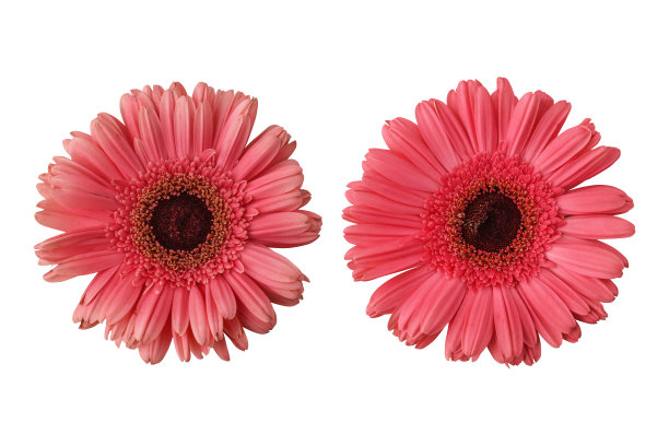 一套粉红色的非洲菊花图片下载