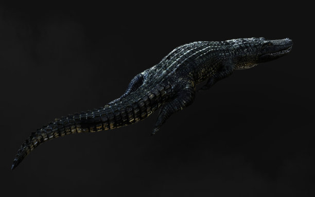 美洲短吻鳄孤立在黑暗的背景与剪辑路径。图片下载