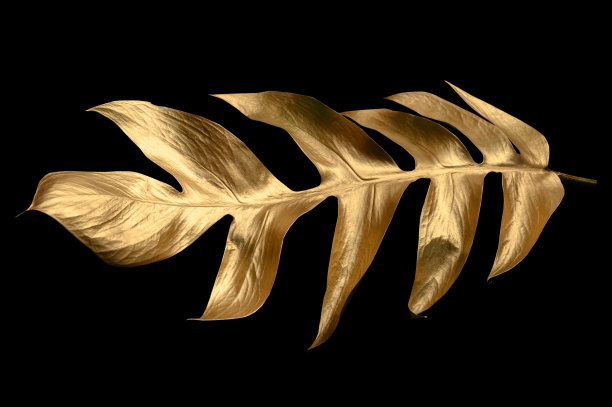 金色的叶子孤立在黑色的背景上。图片下载
