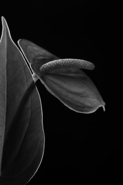 美丽的背景与红掌;火烈鸟莉莉;黑白照片图片下载