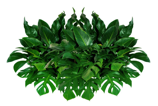 绿叶植物。孤立在白色背景上的叶的分枝。图片下载