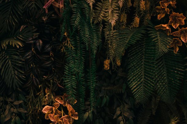 深蓝色调的绿树叶或香树(香树、棕榈、橡胶植物、松树、燕窝蕨)，背景或热带松林的绿叶图案为创意设计元素。图片下载