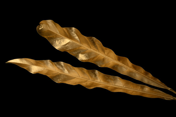 金色的叶子孤立在黑色的背景上。图片下载