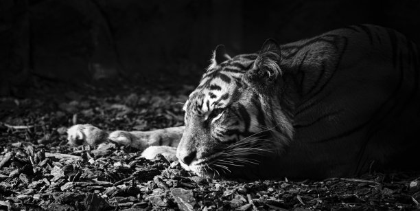 老虎在阳光下睡觉。图片下载