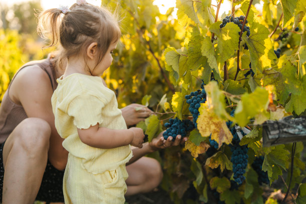 在葡萄园里，父母和女婴手牵着手检查和收获葡萄。阖家欢乐。有机食品。大自然母亲。图片下载