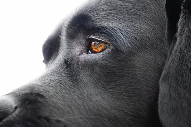 白色背景的拉布拉多犬的侧面图。宠物，动物。棕色眼睛的黑狗。图片下载