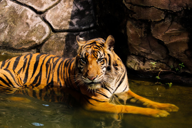 爪哇老虎图片下载