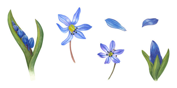 白色背景上分离的蓝色西伯利亚水彩植物插图。用于春暖花开的请柬设计、图案、贺卡、问候、包装设计、广告海报等图片下载