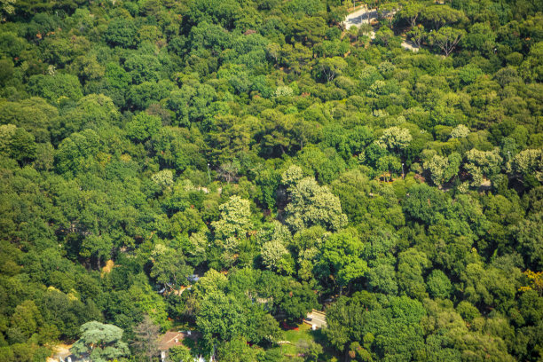 春天或夏天，年轻的绿色森林的俯视图图片下载