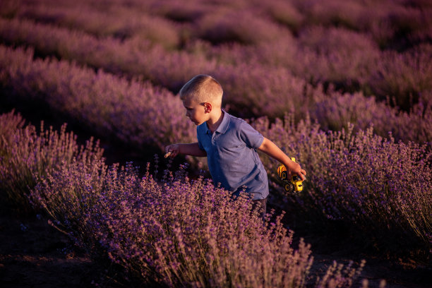穿着蓝色马球的小男孩在田野里一排排紫色的薰衣草间嬉戏。孩子在采花。图片下载