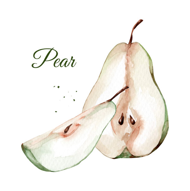梨。水彩插图图片下载