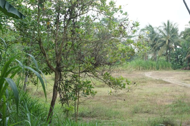 村里的自然照片图片下载