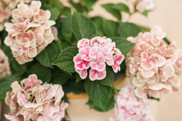 2023年春天，在佛罗里达州棕榈滩一个舒适的花园里，各种粉红色绣球花植物在明亮的自然户外光线下盛开图片下载