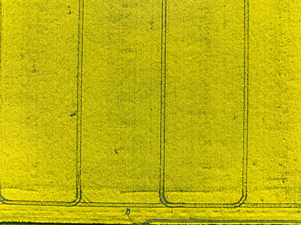 油菜籽:春天在田野里生长的油菜籽或油菜籽植物图片下载