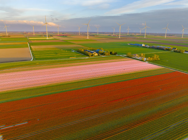 从上面看春天在农田里生长的郁金香图片下载