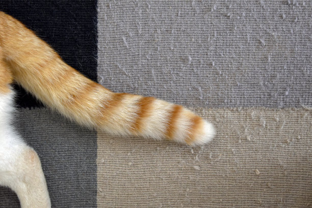 地毯上有猫尾巴。姜和白猫坐在地毯上。图片下载
