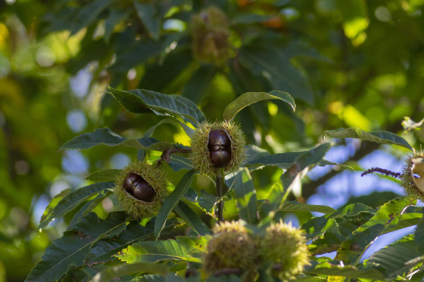 熟透的番麻果实在带刺的小窝里，可食用的藏籽坚果挂在树枝上，叶子翠绿图片下载