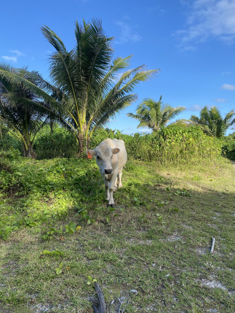 热带背景下的大母牛图片下载