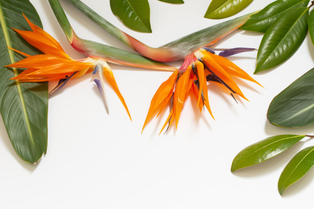 白底天堂鸟花图片下载