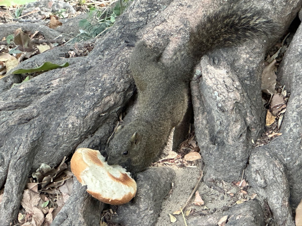 松鼠和面包图片下载