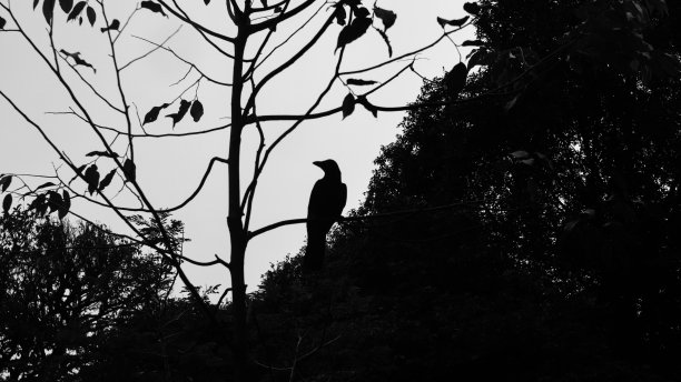 一只黑乌鸦的剪影栖息在一个小树枝上图片下载