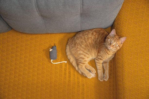 安静的红猫在家里黄色的床上。沙发图片下载