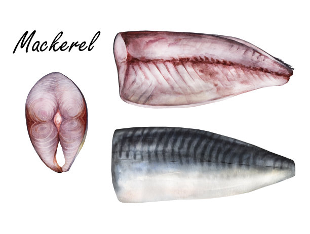 Mackere生牛排和鱼片，水彩插图孤立的白色背景图片下载