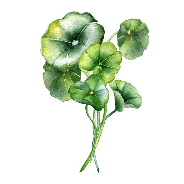 积雪草组成水彩插图孤立在白色。蒿子草，gotu可拉草，可乐手绘。设计元素的包装，标签，包装，草药植物收集图片下载
