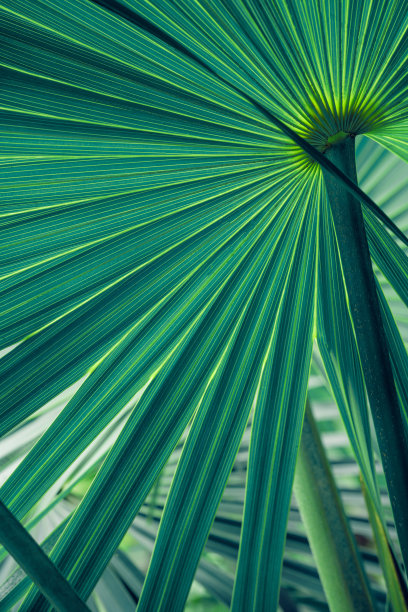 抽象绿色棕榈叶纹理，自然背景图片下载