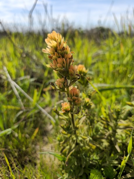 橙色的花，也许是画笔图片下载