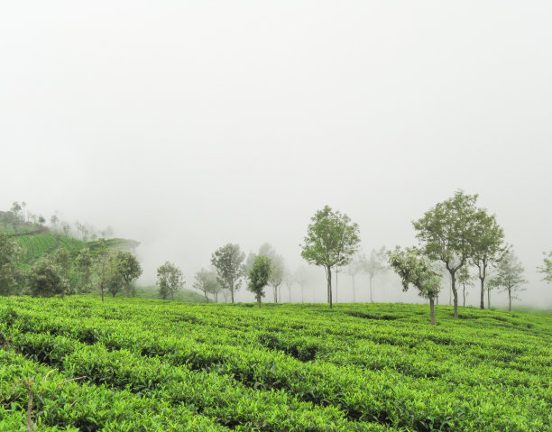 茶园图片下载