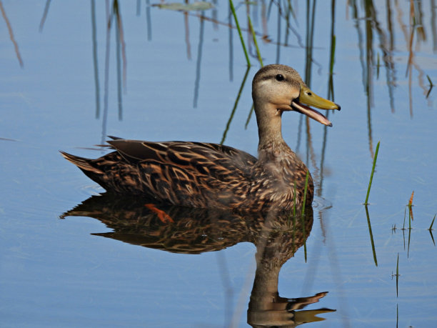 斑驳鸭(Anas fulvigula) -在湖中游泳图片下载
