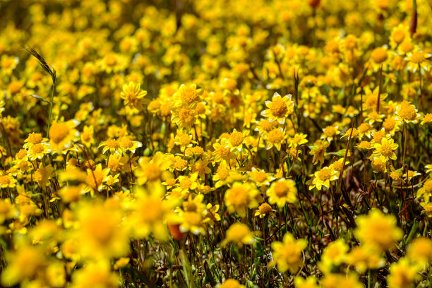 春天里盛开的小花。美丽的花朵背景。图片下载
