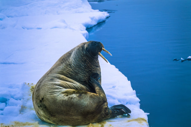 海象躺在北极的浮冰上图片下载
