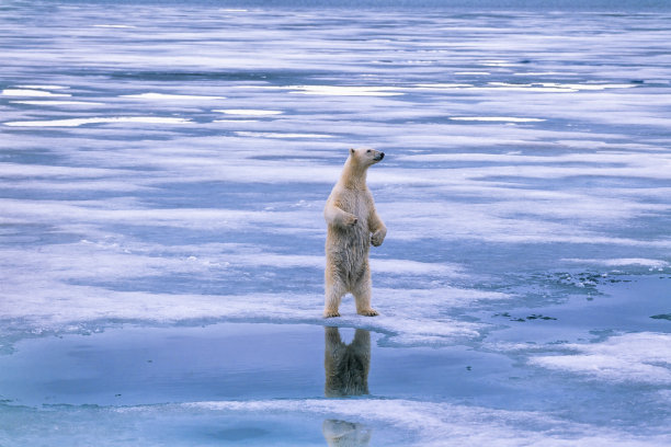 北极熊用后腿站着看图片下载