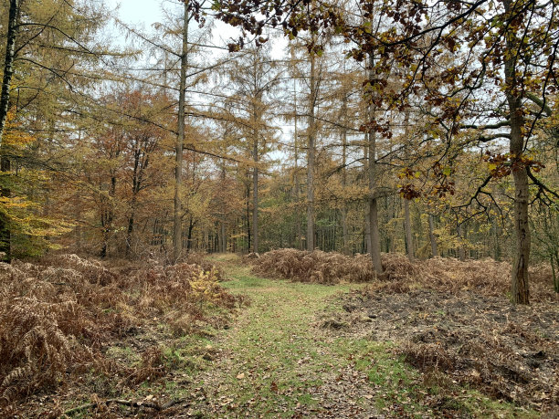 林中漫步图片下载