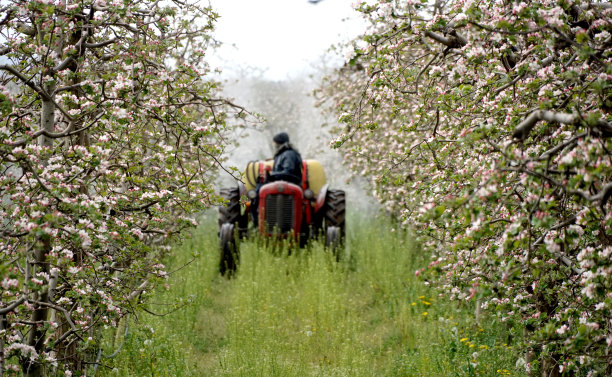 拖拉机在苹果园花期喷洒杀虫剂图片下载