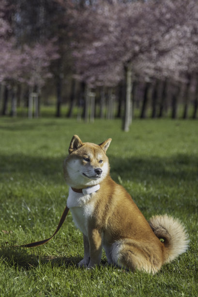 樱花盛开的春日里，一只日本柴犬在公园里休息。图片下载