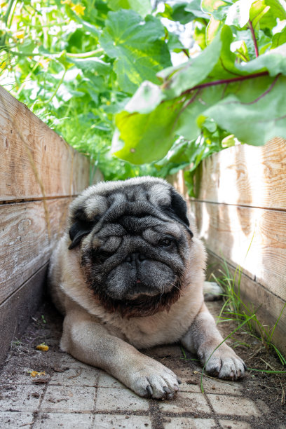 米色哈巴狗躺在温室里正在生长的黄瓜中间图片下载