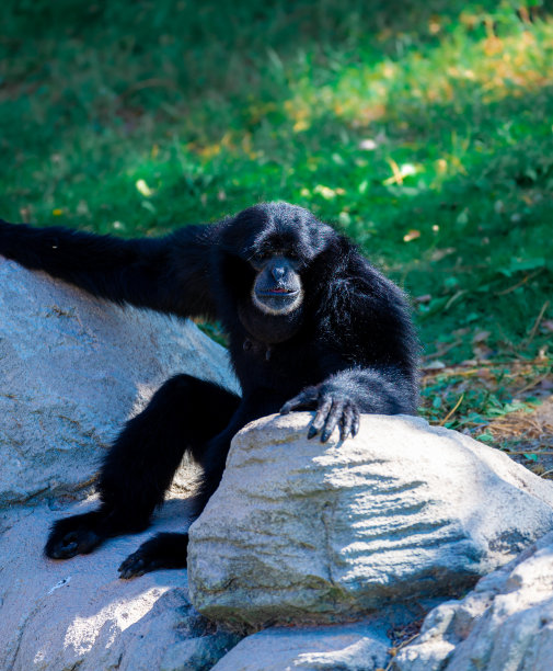 在野生动物园里的猴子图片下载